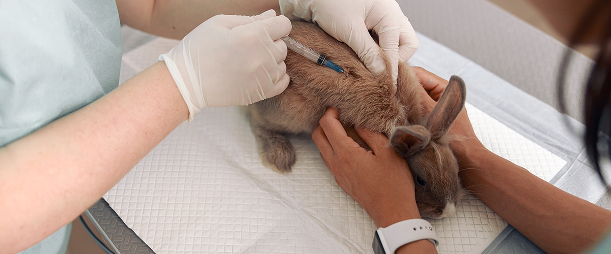 Schutzimpfung für rundum gesunde Kaninchen